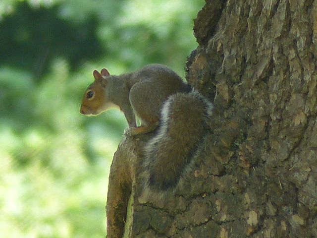 Squirrel